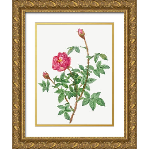 Anemone Flowered Rose Muscosa, Rosa muscosa anemone flora Gold Ornate Wood Framed Art Print with Double Matting by Redoute, Pierre Joseph