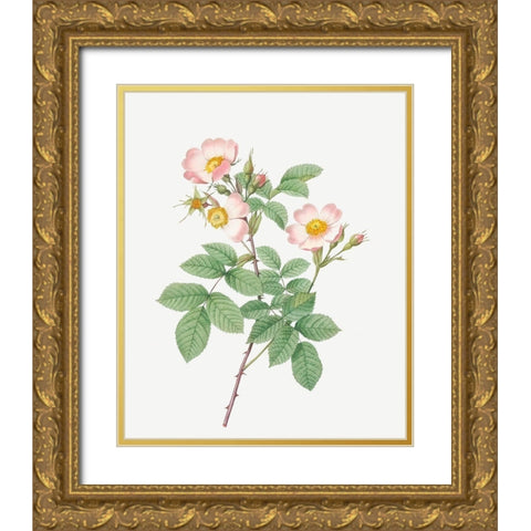 Short Styled Field Rose, Rose Bush with Erect Stems, Rosa stylosa Gold Ornate Wood Framed Art Print with Double Matting by Redoute, Pierre Joseph