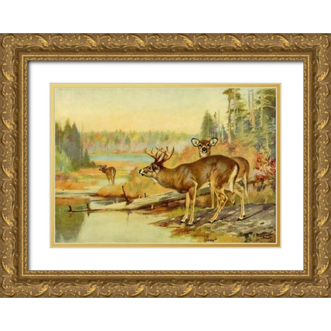Deer in Adirondacks Gold Ornate Wood Framed Art Print with Double Matting by Rungius, Carl