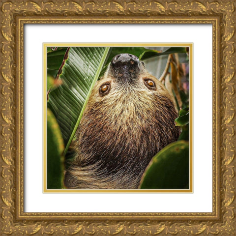 Two-toed Sloth Gold Ornate Wood Framed Art Print with Double Matting by Bysshe, Stan