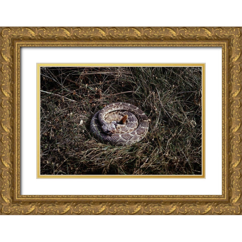 Rattlesnake in Brush Gold Ornate Wood Framed Art Print with Double Matting by Highsmith, Carol