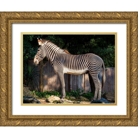 Zebra Gold Ornate Wood Framed Art Print with Double Matting by Murphy, Mehgan