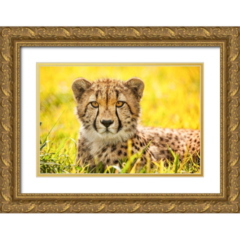 Cheetah Gold Ornate Wood Framed Art Print with Double Matting by Animal Photography
