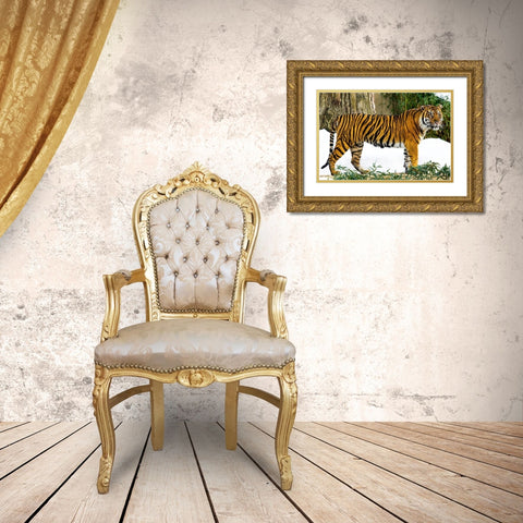 Sumatran Tiger Gold Ornate Wood Framed Art Print with Double Matting by Murphy, Mehgan