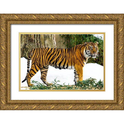 Sumatran Tiger Gold Ornate Wood Framed Art Print with Double Matting by Murphy, Mehgan