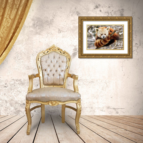 Red Panda Gold Ornate Wood Framed Art Print with Double Matting by Murphy, Mehgan