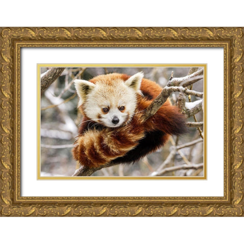 Red Panda Gold Ornate Wood Framed Art Print with Double Matting by Murphy, Mehgan