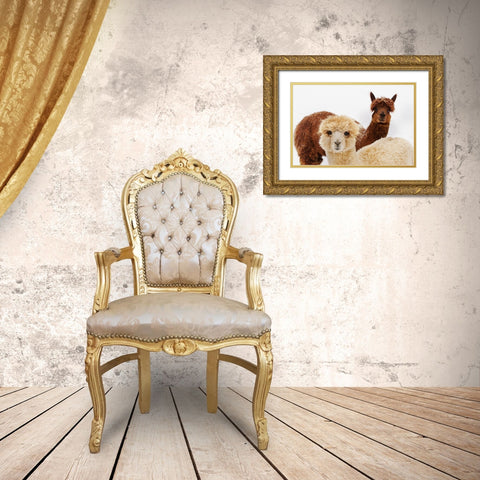 Alpacas Gold Ornate Wood Framed Art Print with Double Matting by Murphy, Mehgan