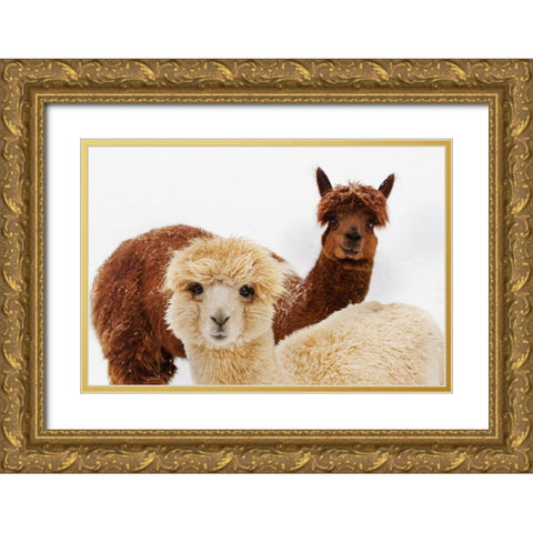 Alpacas Gold Ornate Wood Framed Art Print with Double Matting by Murphy, Mehgan