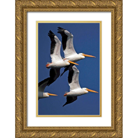 Flock of White Pelicans Gold Ornate Wood Framed Art Print with Double Matting by NASA