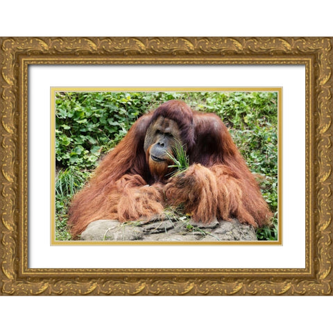 Orangutan Gold Ornate Wood Framed Art Print with Double Matting by Highsmith, Carol