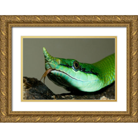 Rhinocoros Snake Gold Ornate Wood Framed Art Print with Double Matting by Smithonian Institution
