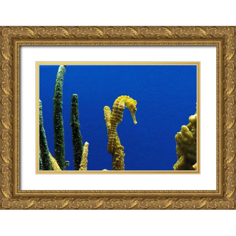 Seahorse Gold Ornate Wood Framed Art Print with Double Matting by Highsmith, Carol