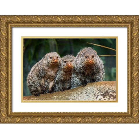 Banded Mongoose Gold Ornate Wood Framed Art Print with Double Matting by Nishimura, Clyde E.