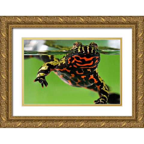Oriental Fire-bellied Toad Gold Ornate Wood Framed Art Print with Double Matting by Smithsonian Institution