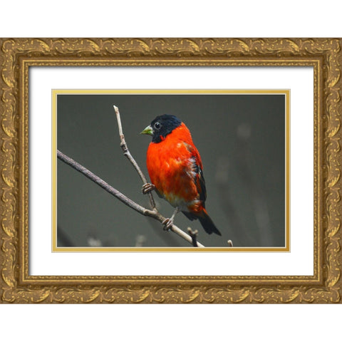 Red Siskin Gold Ornate Wood Framed Art Print with Double Matting by Animal Photography
