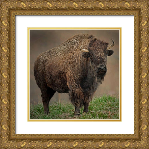 American Bison Gold Ornate Wood Framed Art Print with Double Matting by Alderman, Joe