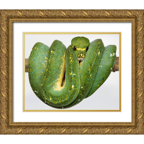 Green Tree Python Gold Ornate Wood Framed Art Print with Double Matting by Smithsonian Institution