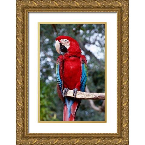 Parrot on a Tree Gold Ornate Wood Framed Art Print with Double Matting by Highsmith, Carol
