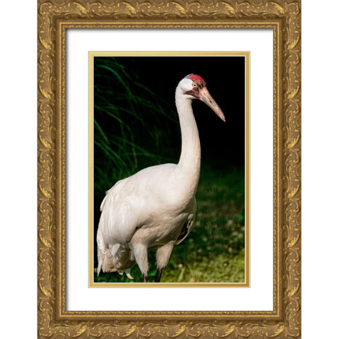 Whooping Crane Gold Ornate Wood Framed Art Print with Double Matting by Smithsonian Institution