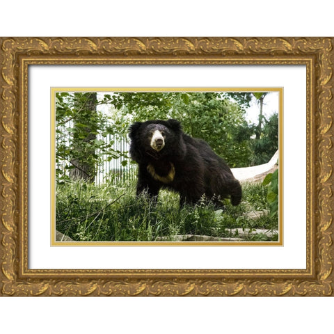 Sloth Bear Gold Ornate Wood Framed Art Print with Double Matting by Murphy, Mehgan