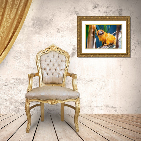 Golden Lion Tamarin Gold Ornate Wood Framed Art Print with Double Matting by Brown, Skip