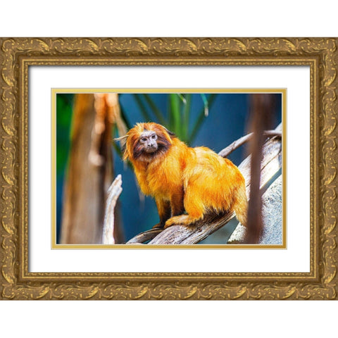 Golden Lion Tamarin Gold Ornate Wood Framed Art Print with Double Matting by Brown, Skip