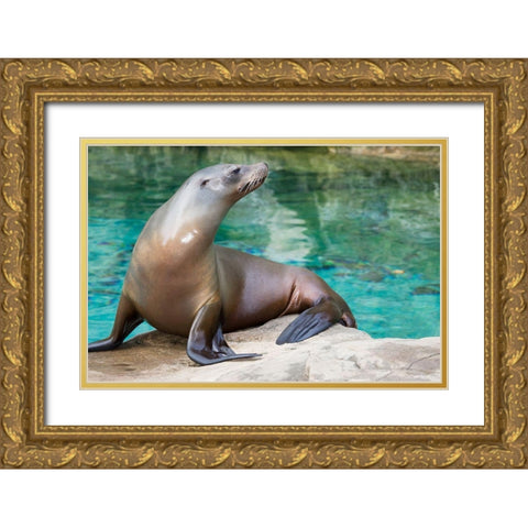 California Sea Lion  Gold Ornate Wood Framed Art Print with Double Matting by Murphy, Mehgan