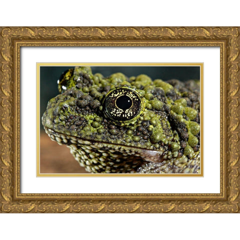 Vietnamese Mossy Frog Gold Ornate Wood Framed Art Print with Double Matting by Smithsonian Institution