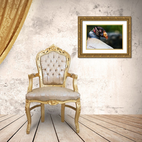 King Vulture Gold Ornate Wood Framed Art Print with Double Matting by Animal Photography