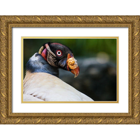 King Vulture Gold Ornate Wood Framed Art Print with Double Matting by Animal Photography