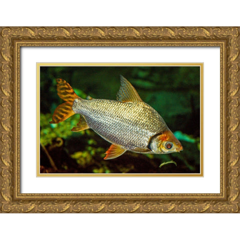 Flagtail Characin  Gold Ornate Wood Framed Art Print with Double Matting by Carignan, Christa