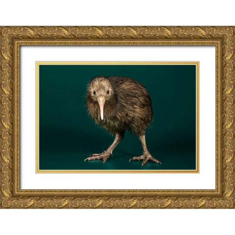 Brown Kiwi Gold Ornate Wood Framed Art Print with Double Matting by Smithsonian Institution