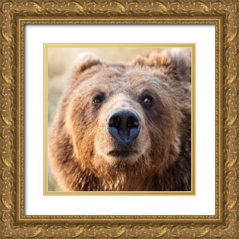 Big Brown Bear Gold Ornate Wood Framed Art Print with Double Matting by Highsmith, Carol