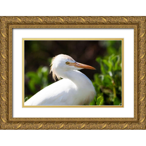 Snowy Egret Gold Ornate Wood Framed Art Print with Double Matting by NASA