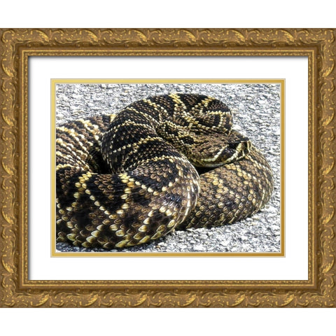 Snake Gold Ornate Wood Framed Art Print with Double Matting by NASA