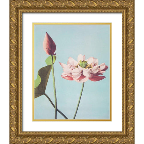 Lotus Flowers Gold Ornate Wood Framed Art Print with Double Matting by Kazumasa, Ogawa