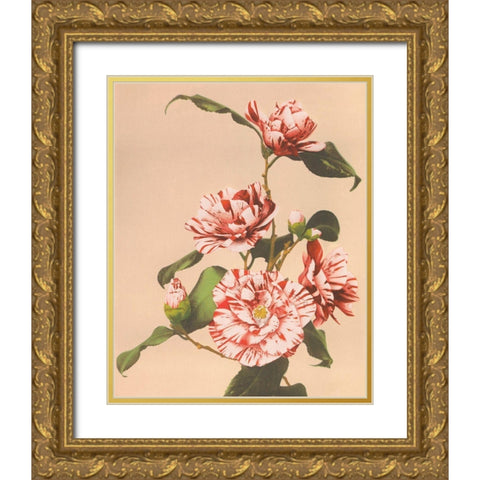 Striped Camellias Gold Ornate Wood Framed Art Print with Double Matting by Kazumasa, Ogawa
