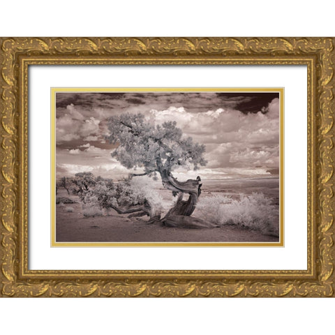 Twisted tree in the Desert near the Salton Sea-California Gold Ornate Wood Framed Art Print with Double Matting by Highsmith, Carol