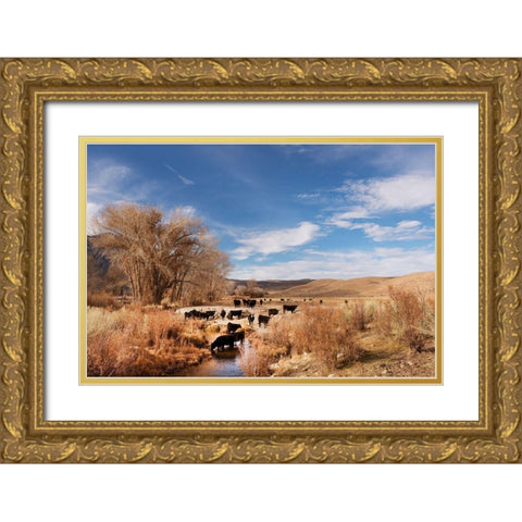 Cattle grazing in a meadow-Bishop-Mono County-California Gold Ornate Wood Framed Art Print with Double Matting by Highsmith, Carol