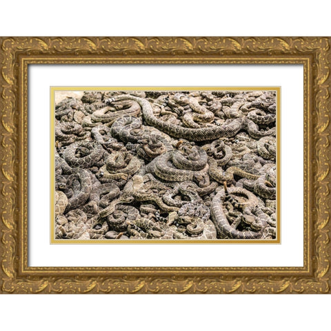 The Worlds Largest Rattlesnake Roundup in Sweetwater-Texas Gold Ornate Wood Framed Art Print with Double Matting by Highsmith, Carol
