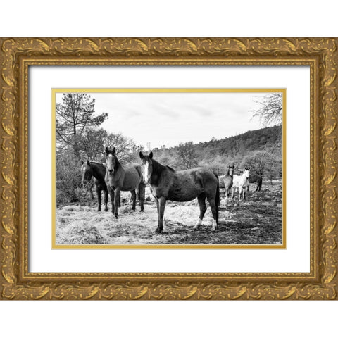 Curious Horses Red River County near Detroit-Texas Gold Ornate Wood Framed Art Print with Double Matting by Highsmith, Carol