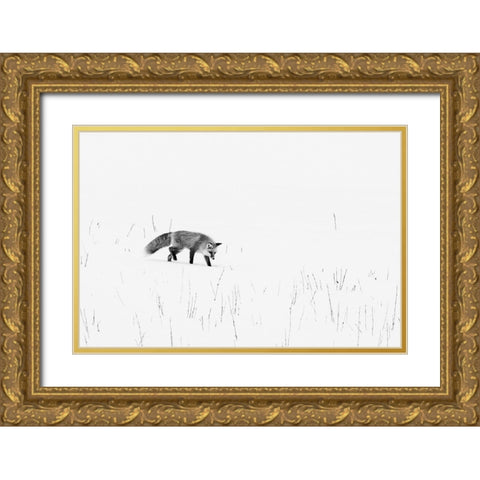 Red Fox-Yellowstone National Park Wyoming Gold Ornate Wood Framed Art Print with Double Matting by Highsmith, Carol