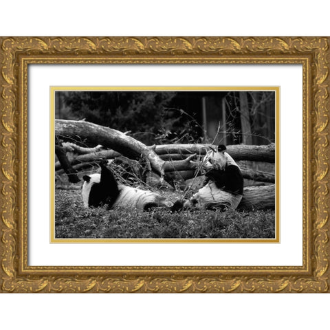 Giant pandas Gold Ornate Wood Framed Art Print with Double Matting by Highsmith, Carol