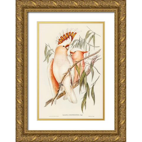 Leadbeaters Cockatoo-Cacatua Leadbeaterii Gold Ornate Wood Framed Art Print with Double Matting by Gould, John