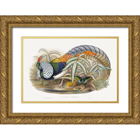 Thaumalea Amherstiae Gold Ornate Wood Framed Art Print with Double Matting by Gould, John