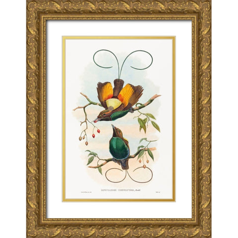 Diphyllodes chrysoptera-Magnificent Bird of Paradise Gold Ornate Wood Framed Art Print with Double Matting by Gould, John
