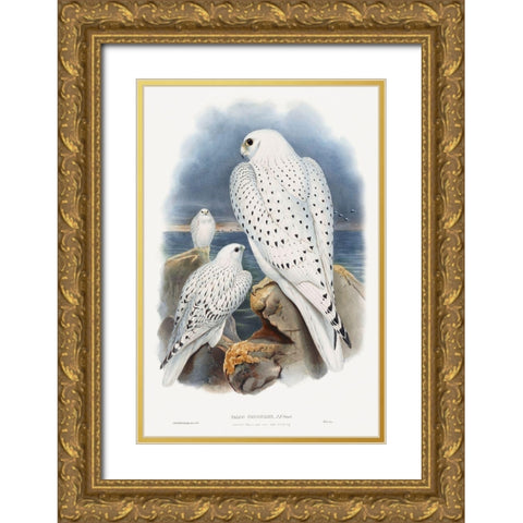Greenland Falcon Gold Ornate Wood Framed Art Print with Double Matting by Gould, John