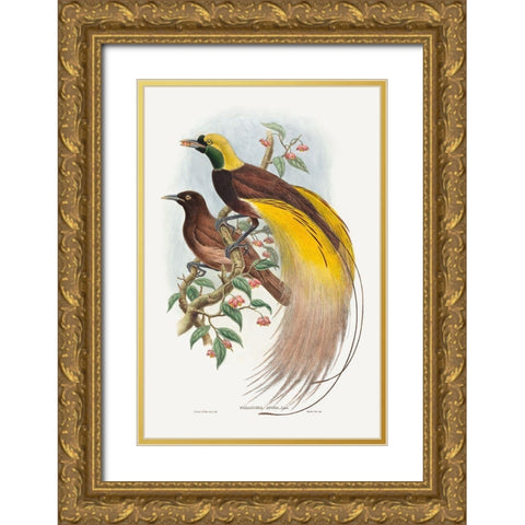 Bird of Paradise-Paradisea apoda Gold Ornate Wood Framed Art Print with Double Matting by Gould, John