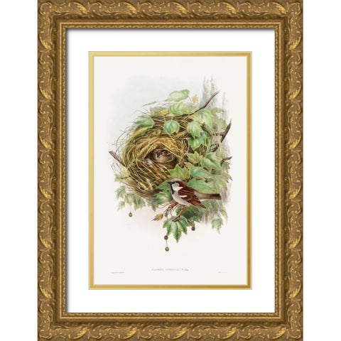 Passer Domesticus-House Sparrow Gold Ornate Wood Framed Art Print with Double Matting by Gould, John
